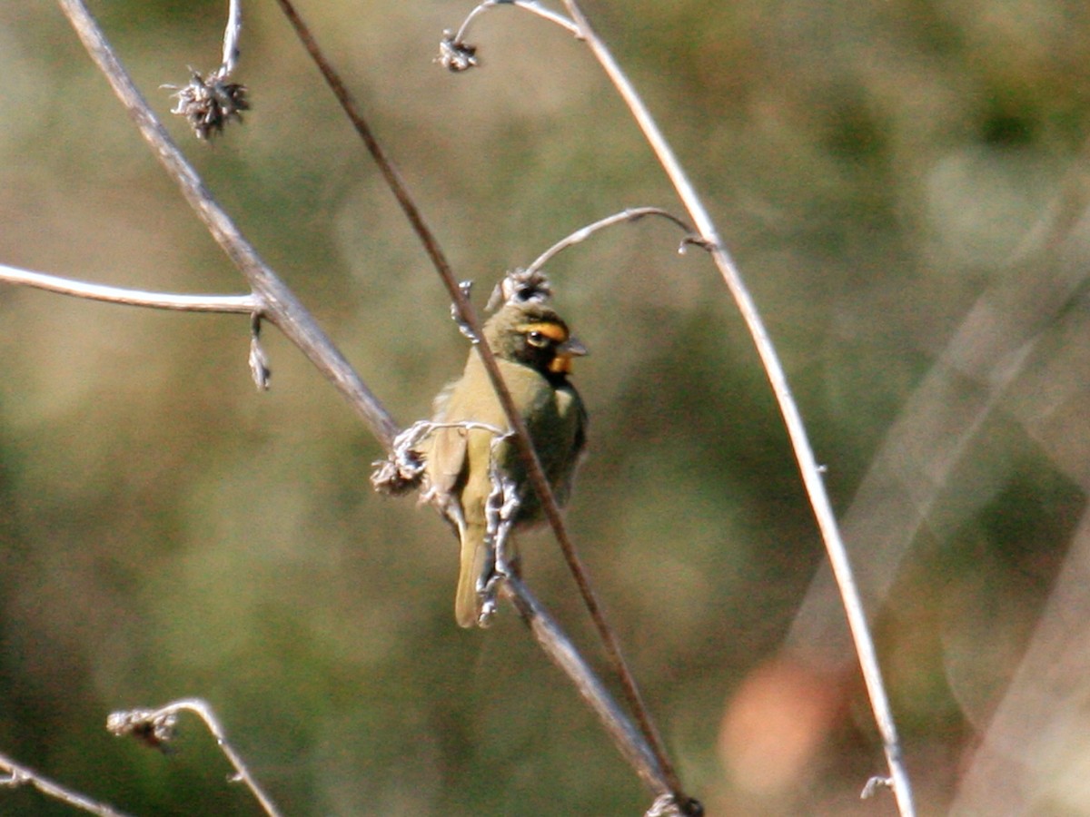 Yellow-faced Grassquit - ML639087354