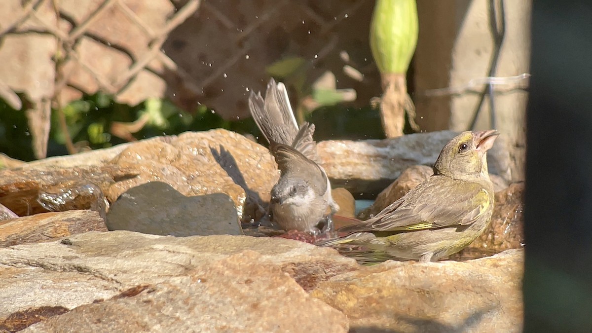 European Greenfinch - ML639087355