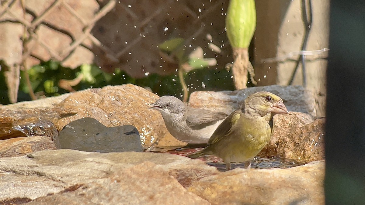 European Greenfinch - ML639087384
