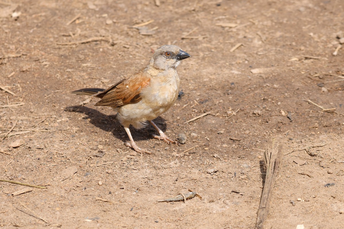 Northern Gray-headed Sparrow - ML639087387