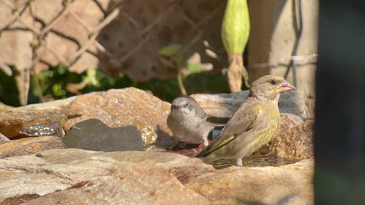 European Greenfinch - ML639087392