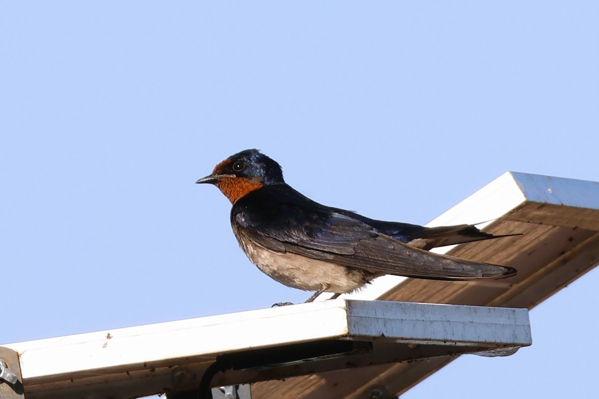 Angola Swallow - ML639087398