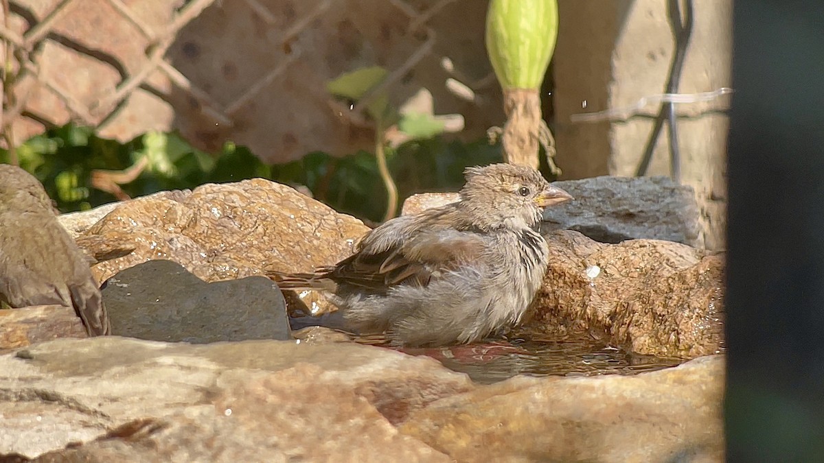 House Sparrow - ML639087500