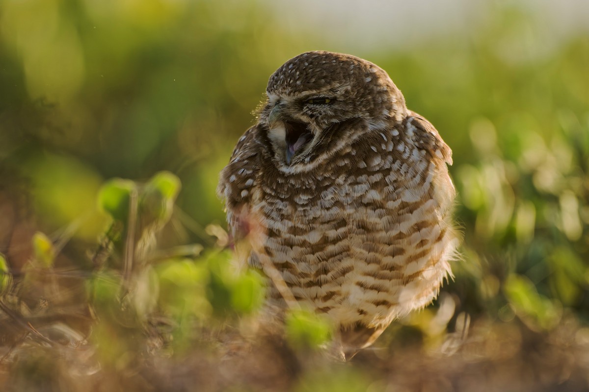 Burrowing Owl - ML639087501