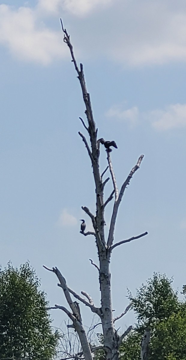 Double-crested Cormorant - ML639087511