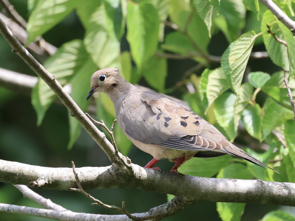 Mourning Dove - ML639087518
