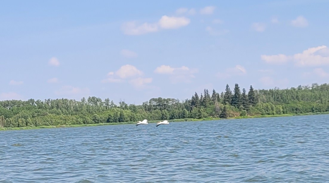 American White Pelican - ML639087521