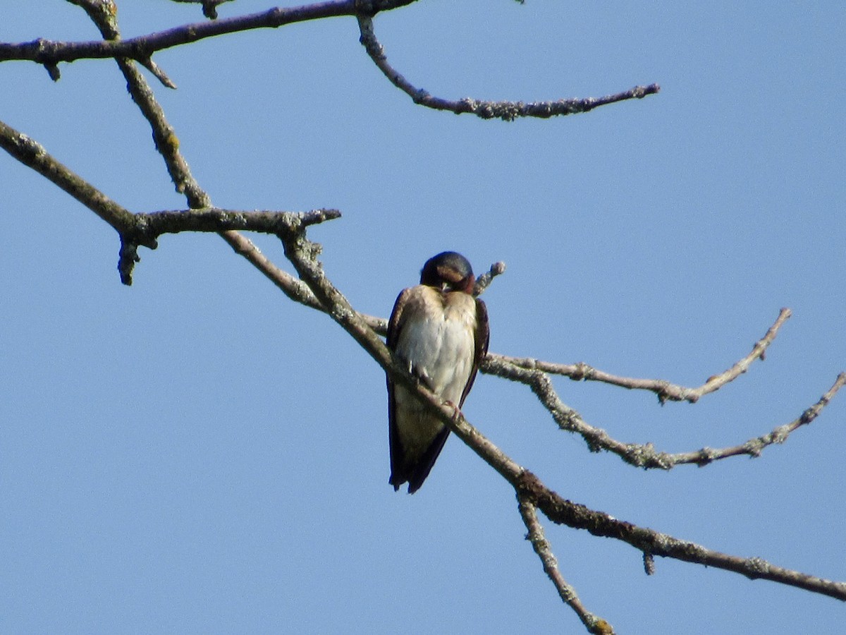 Cliff Swallow - ML639087532