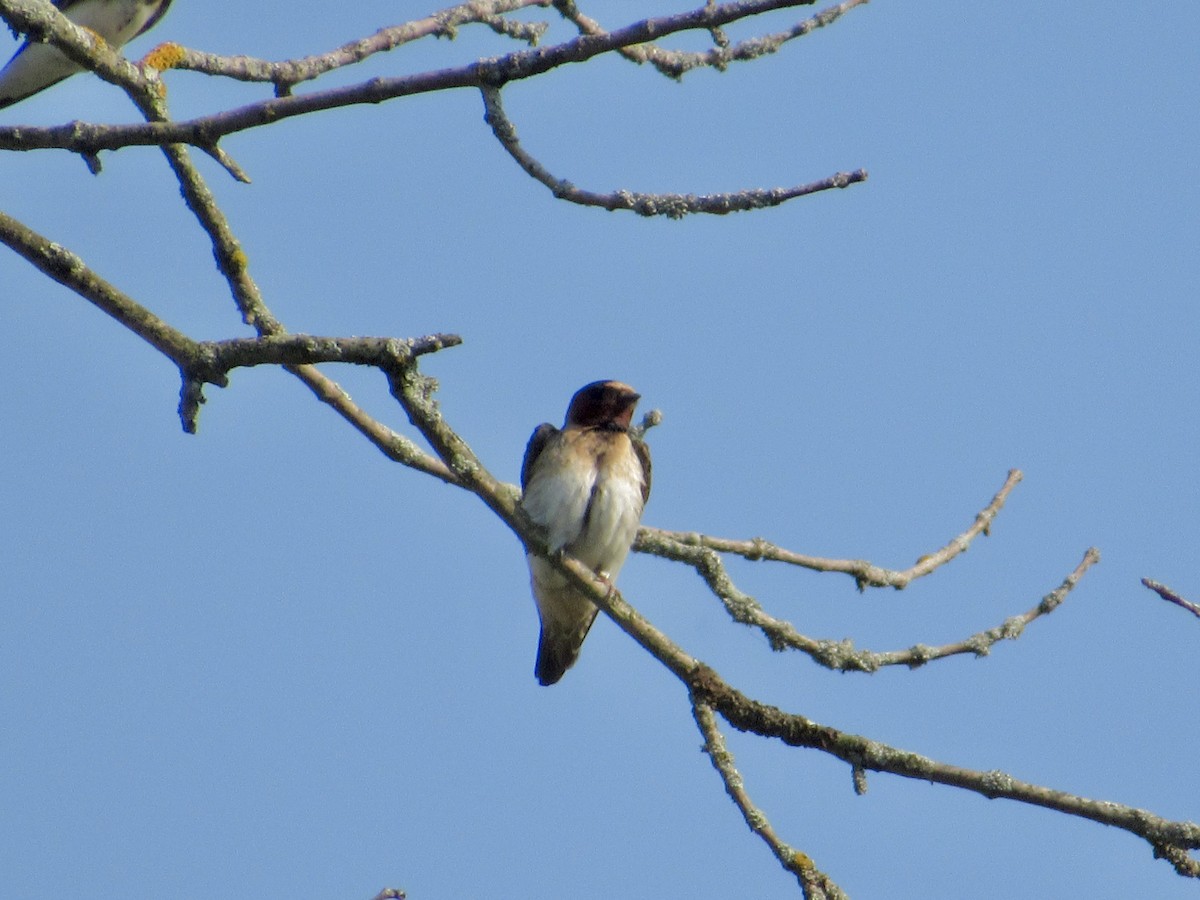 Cliff Swallow - ML639087533