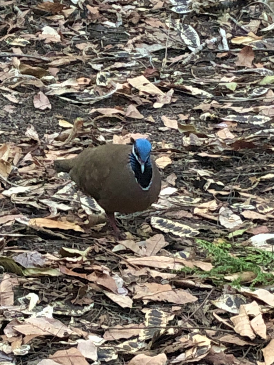 Blue-headed Quail-Dove - ML639087535