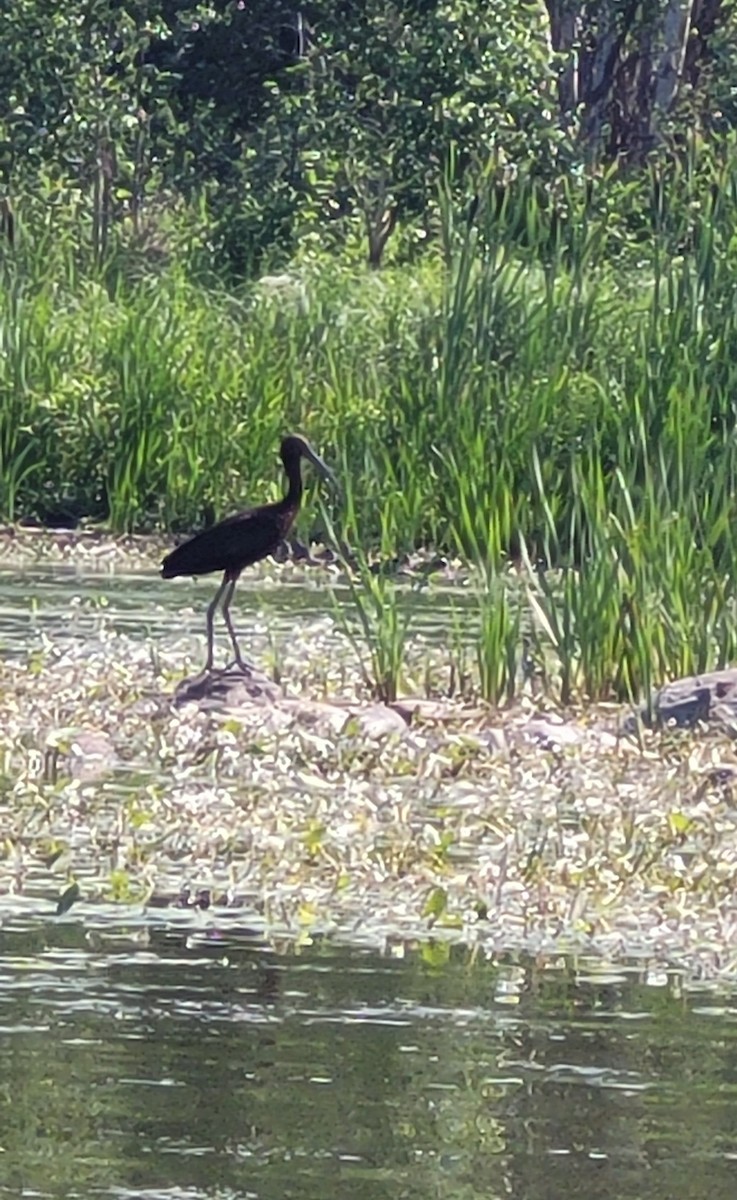 White-faced Ibis - ML639087538