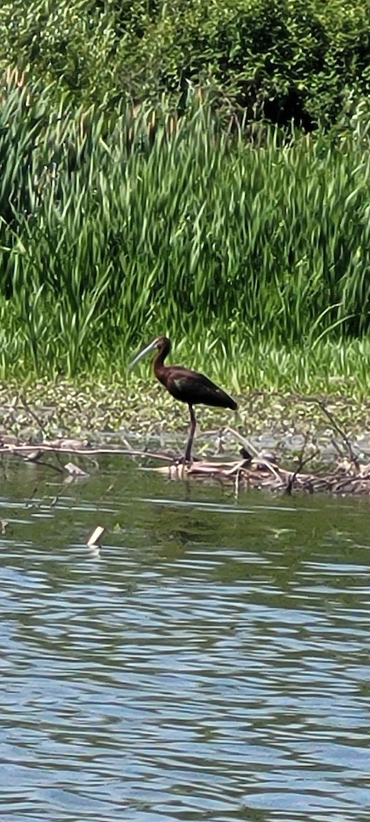 White-faced Ibis - ML639087542