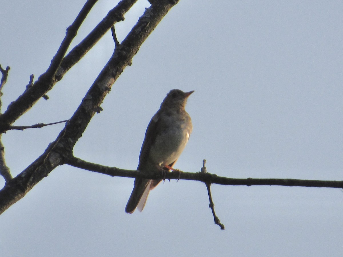 Veery - ML639087547