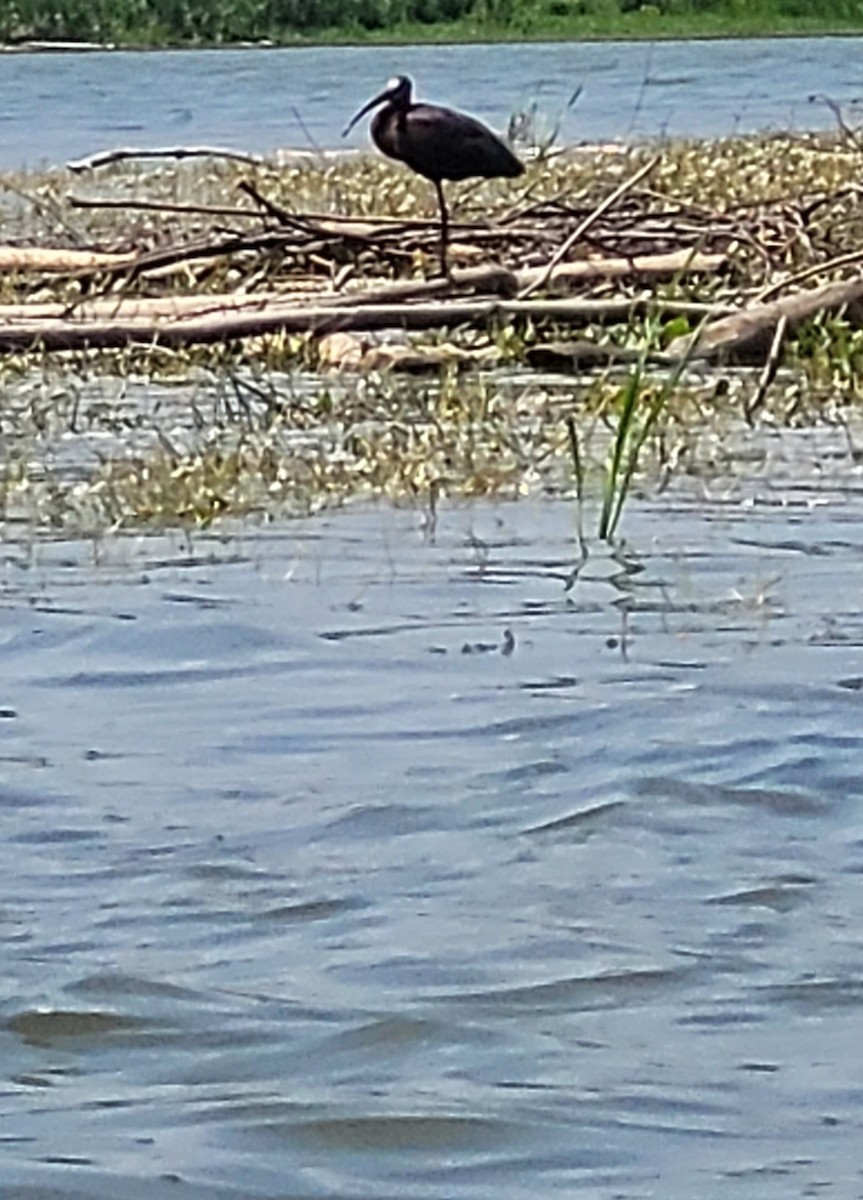 White-faced Ibis - ML639087554