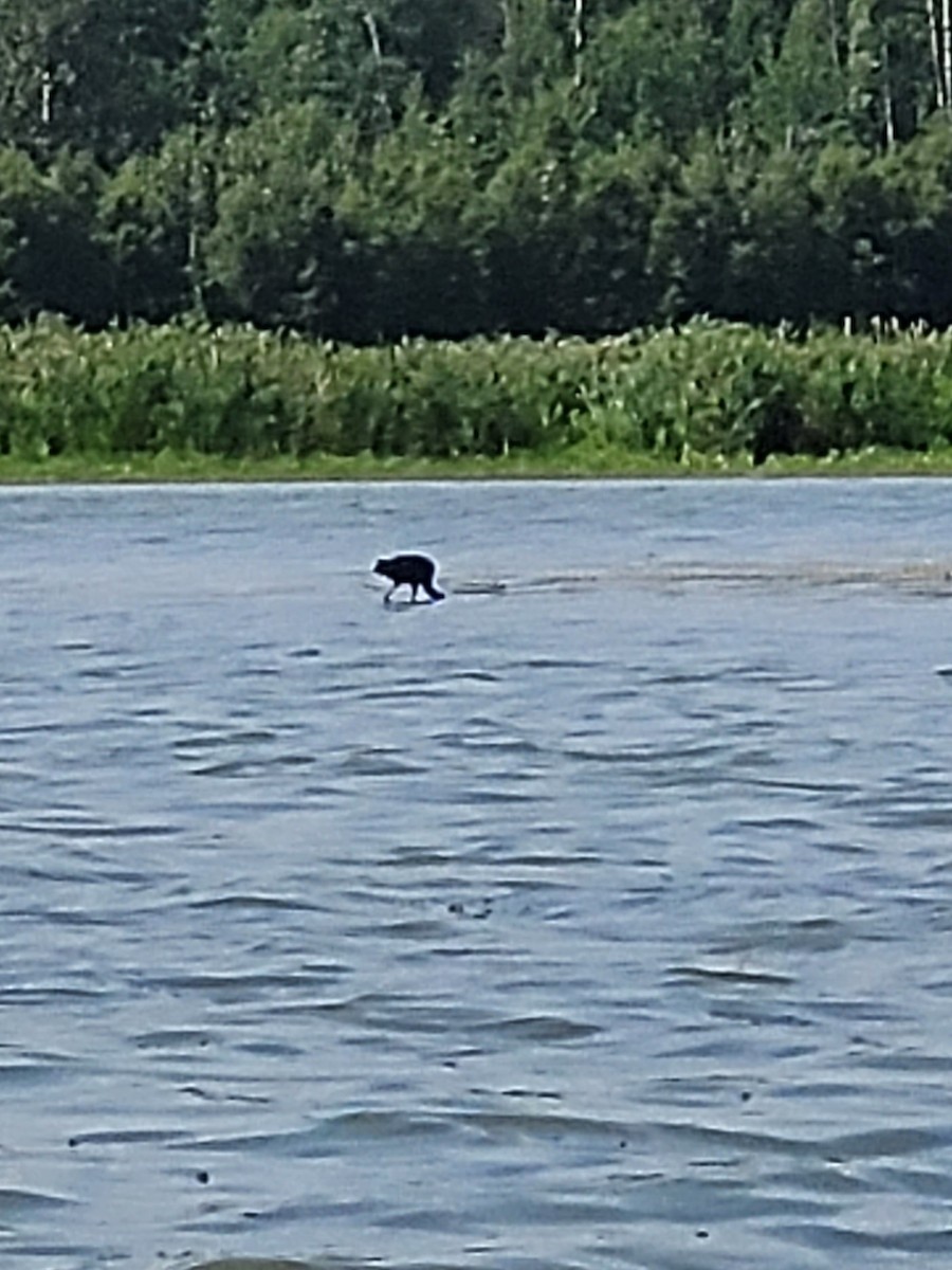 White-faced Ibis - ML639087555