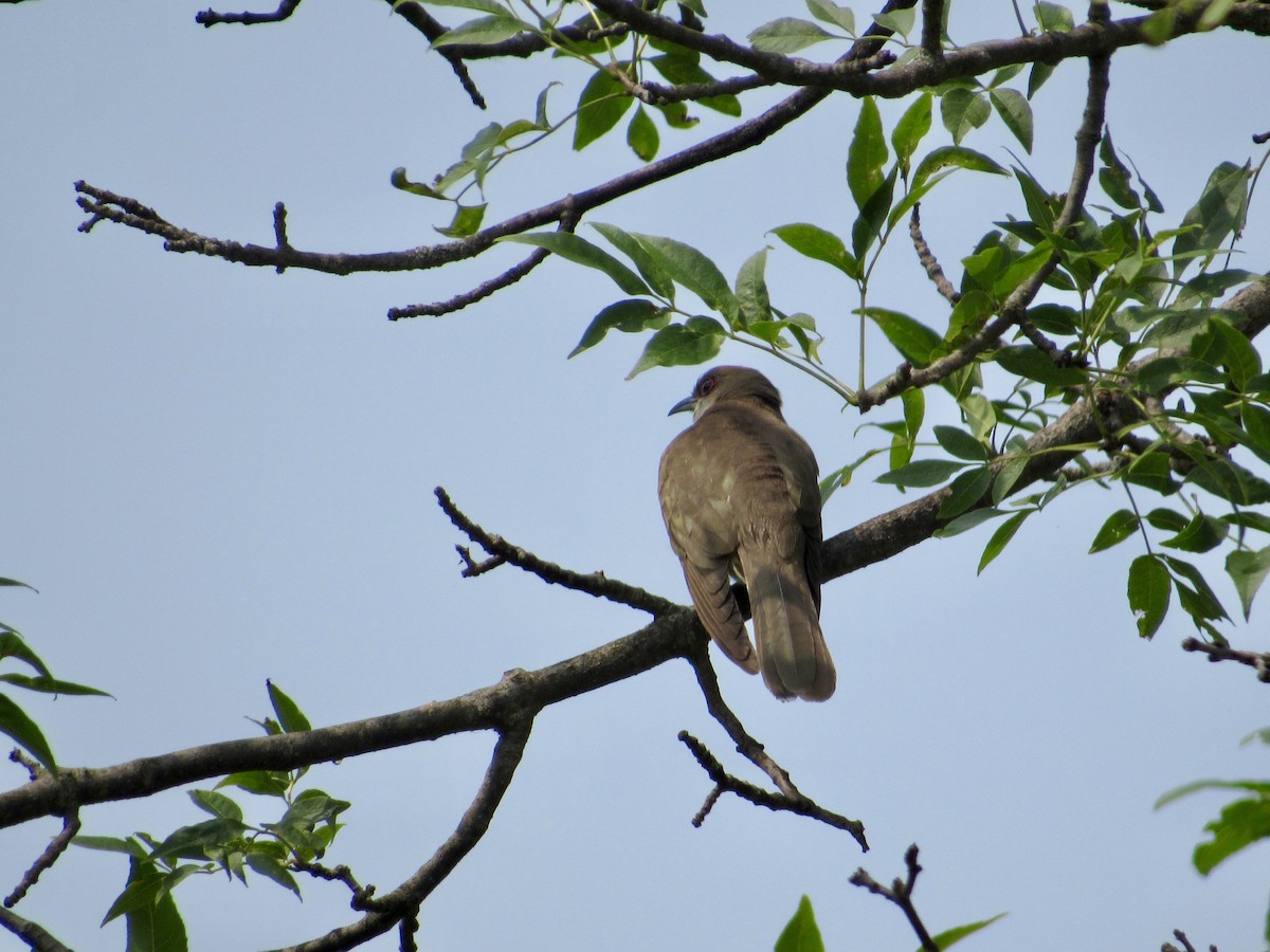 Black-billed Cuckoo - ML639087582