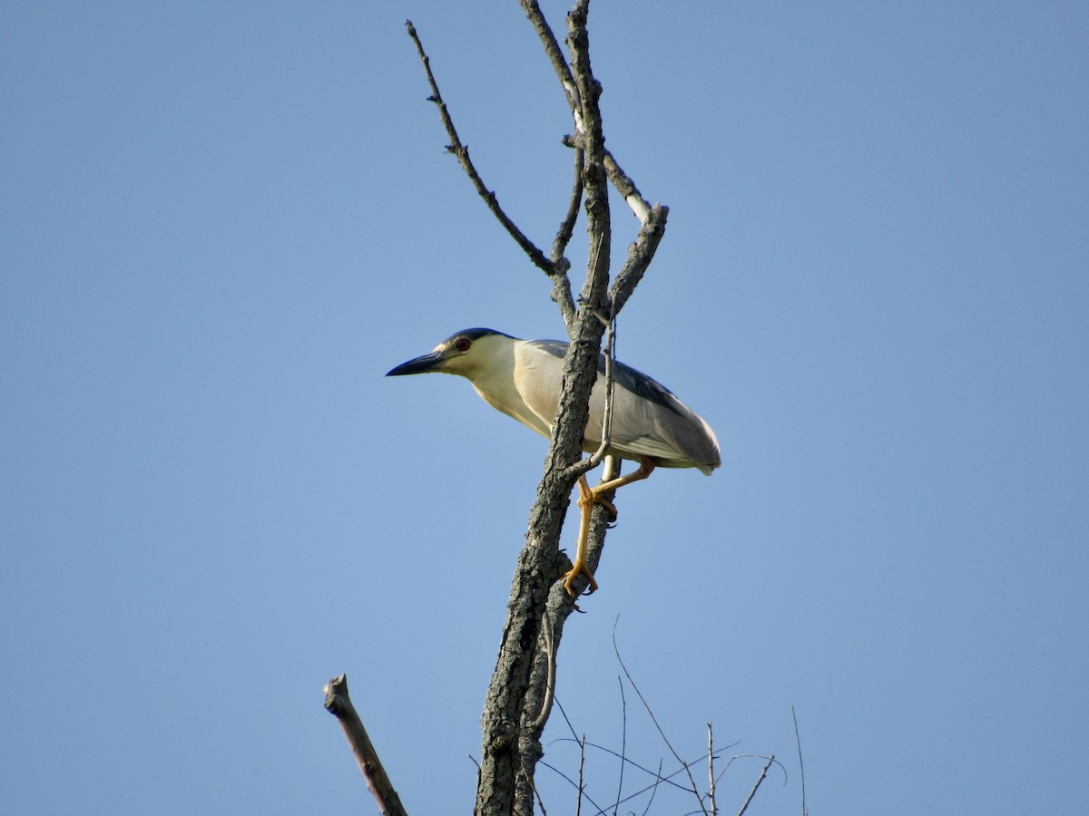 Black-crowned Night Heron - ML639087587