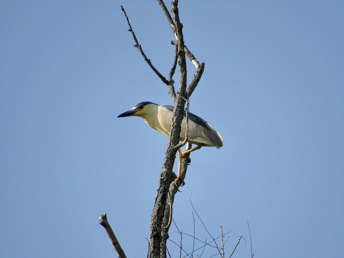 Black-crowned Night Heron - ML639087588