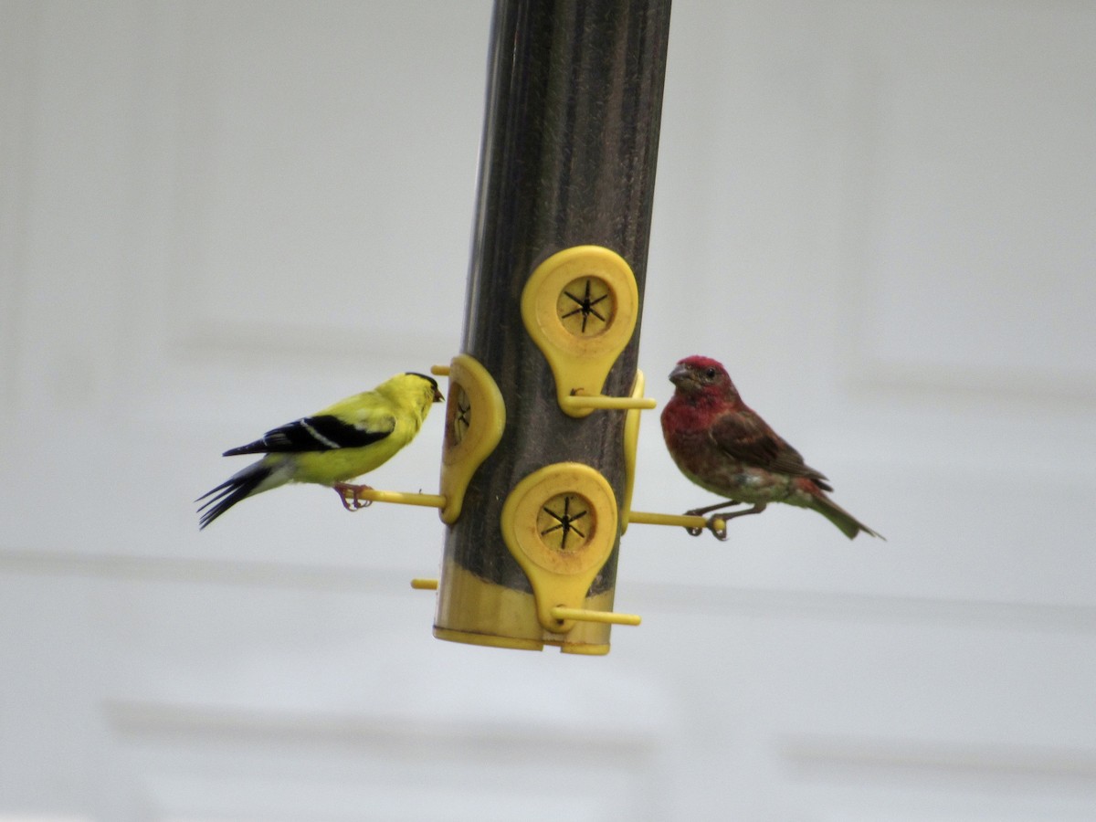 Purple Finch - ML639087611