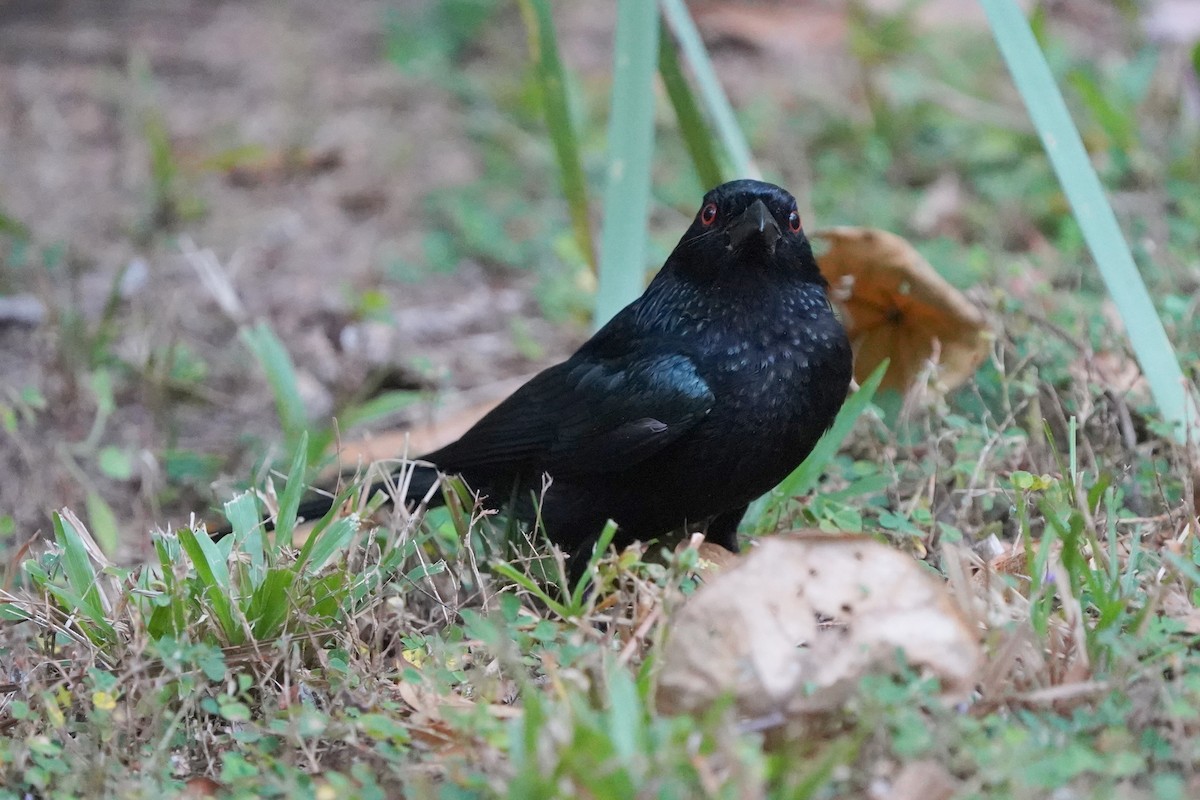 brokadedrongo - ML639087618
