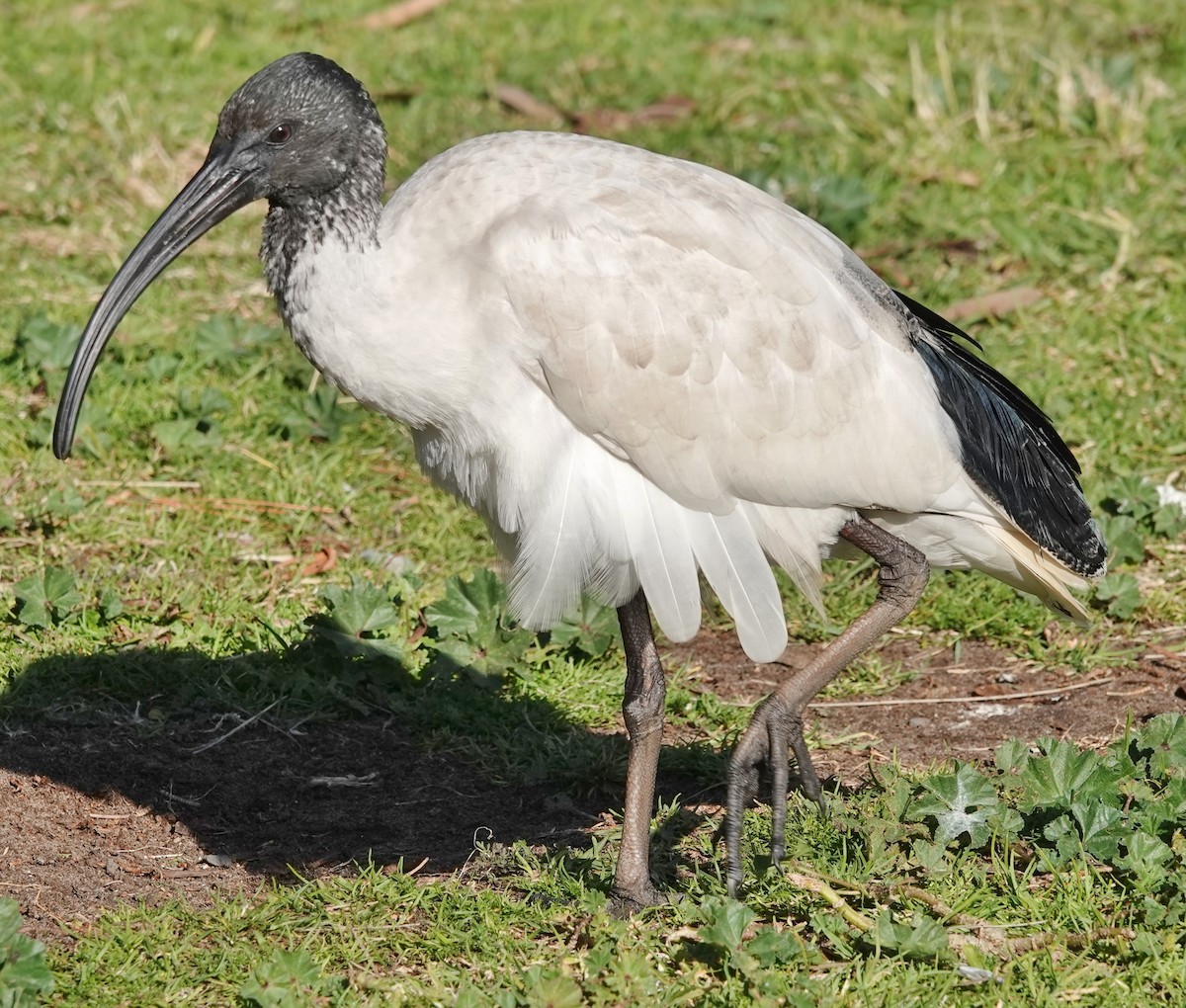 australibis - ML639087651