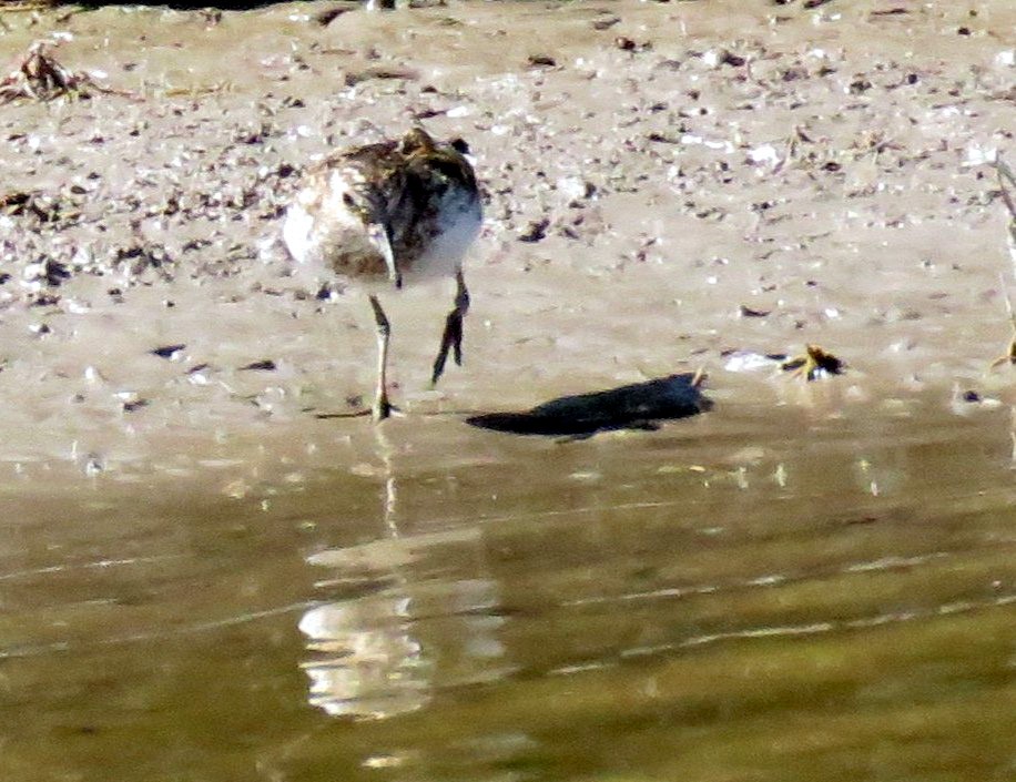 pygmésnipe - ML639087655