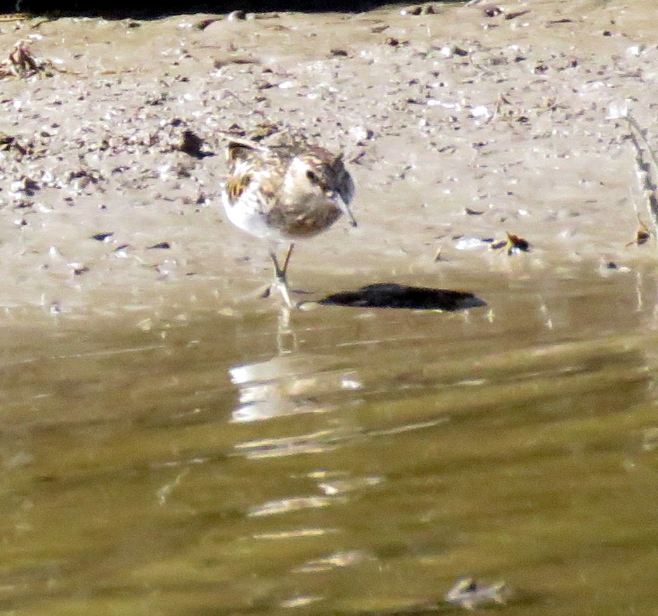 pygmésnipe - ML639087656