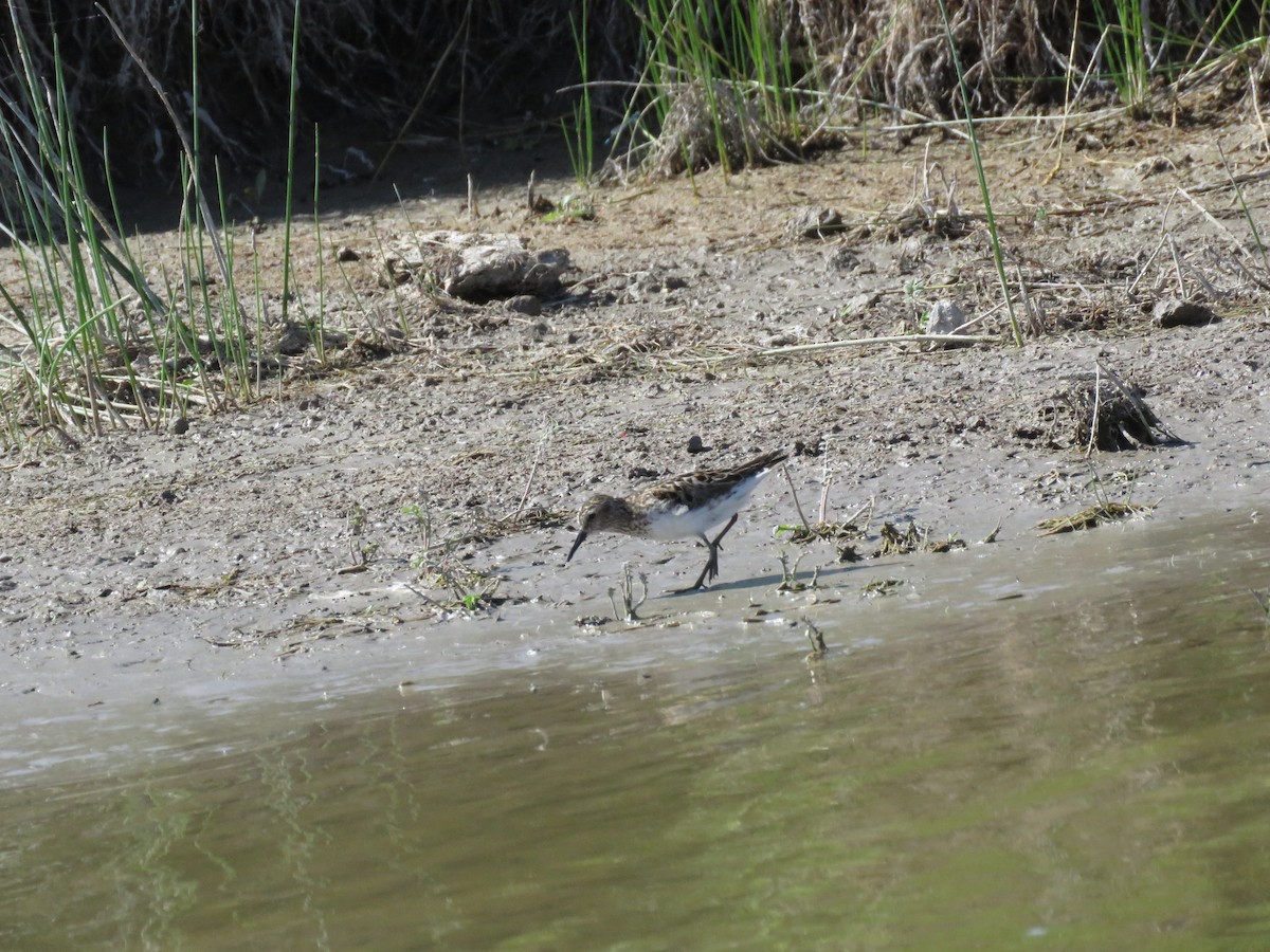 pygmésnipe - ML639087657