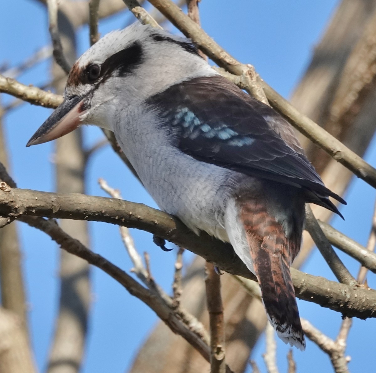 latterkokaburra - ML639087660