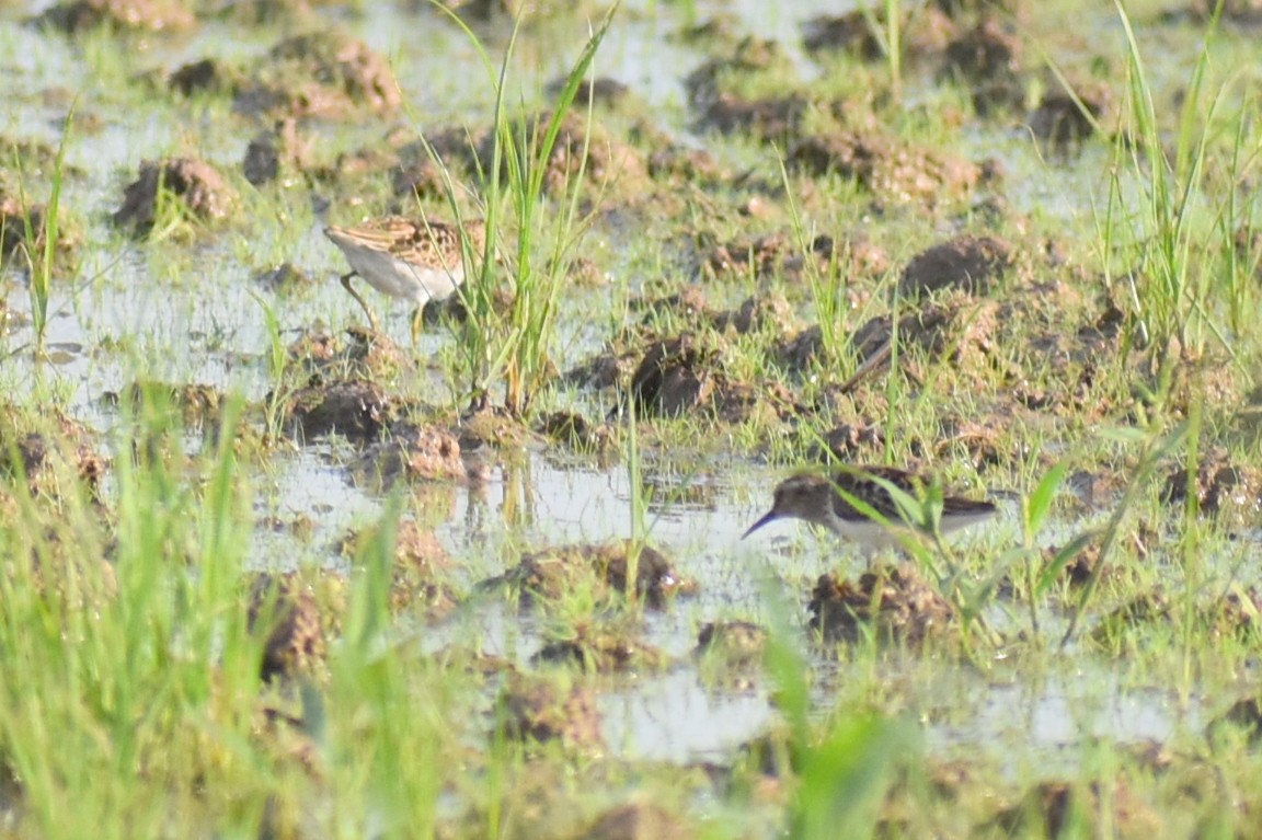 pygmésnipe - ML639087662