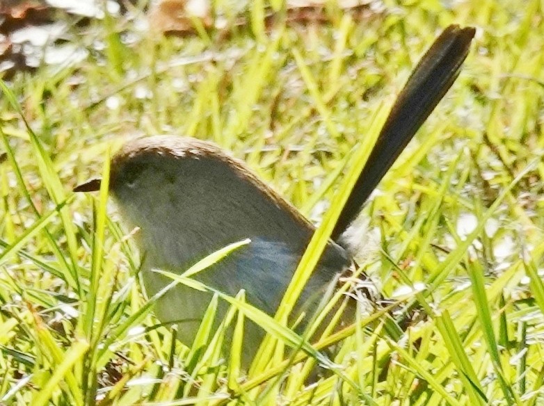 blåalvesmett - ML639087667