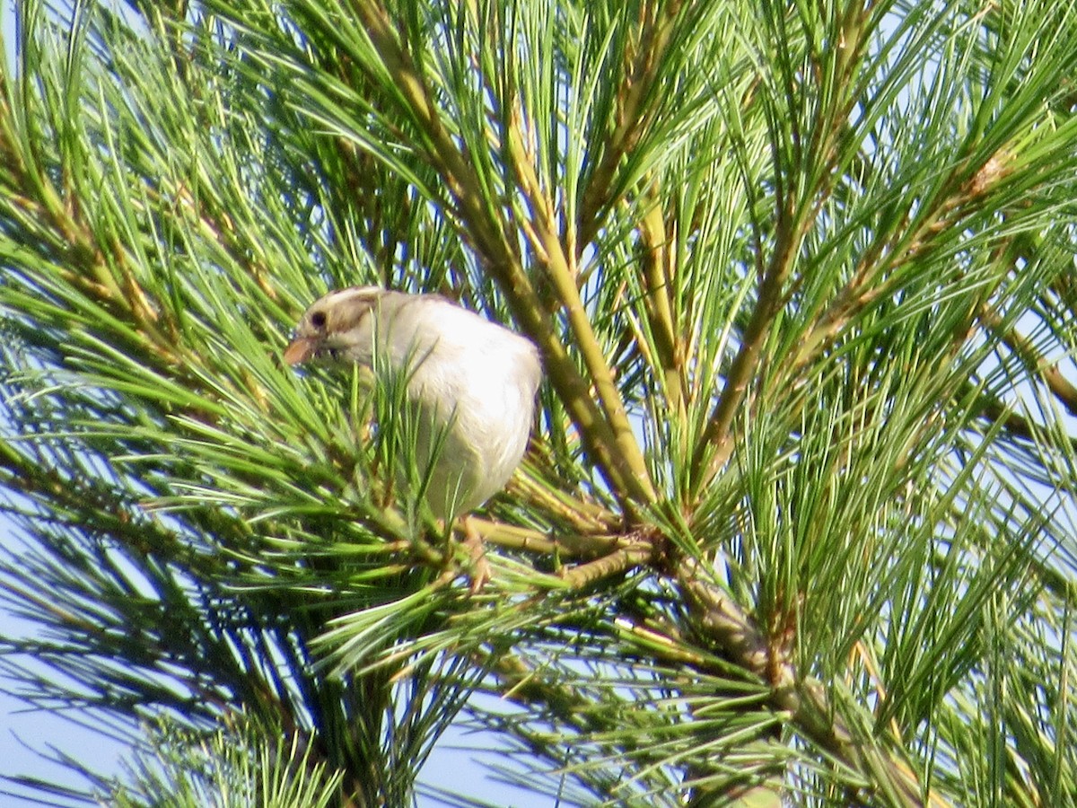 Clay-colored Sparrow - ML639087684