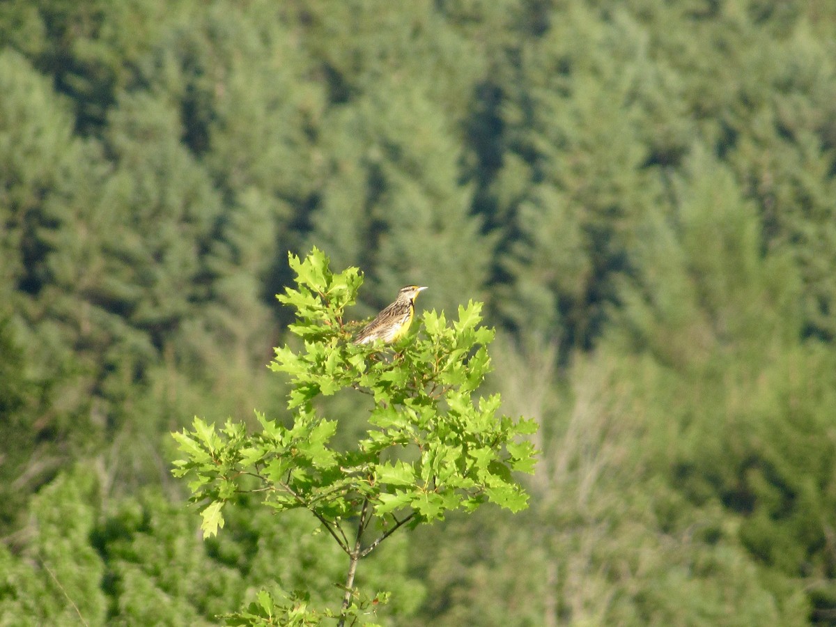 Eastern Meadowlark - ML639087691