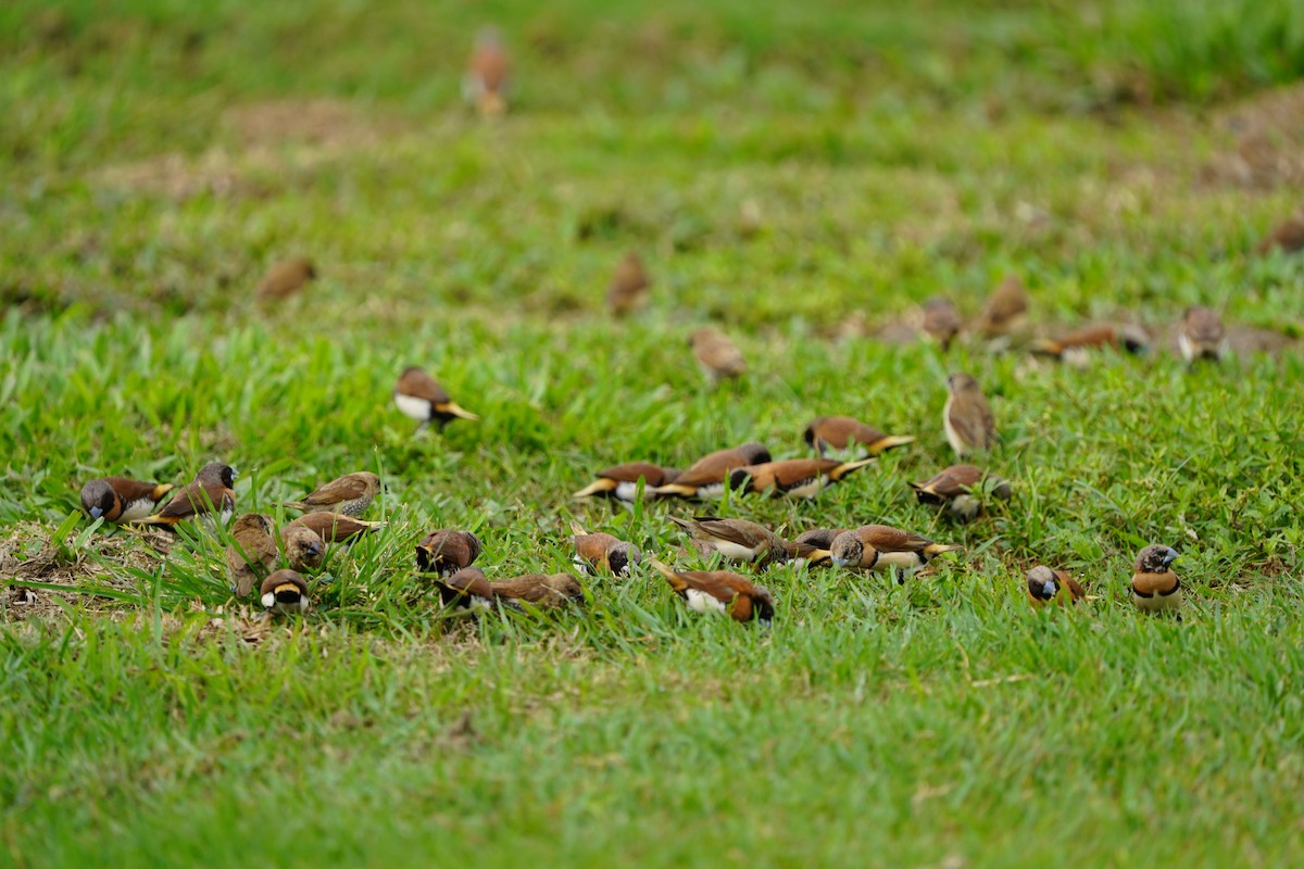 Chestnut-breasted Munia - ML639087699
