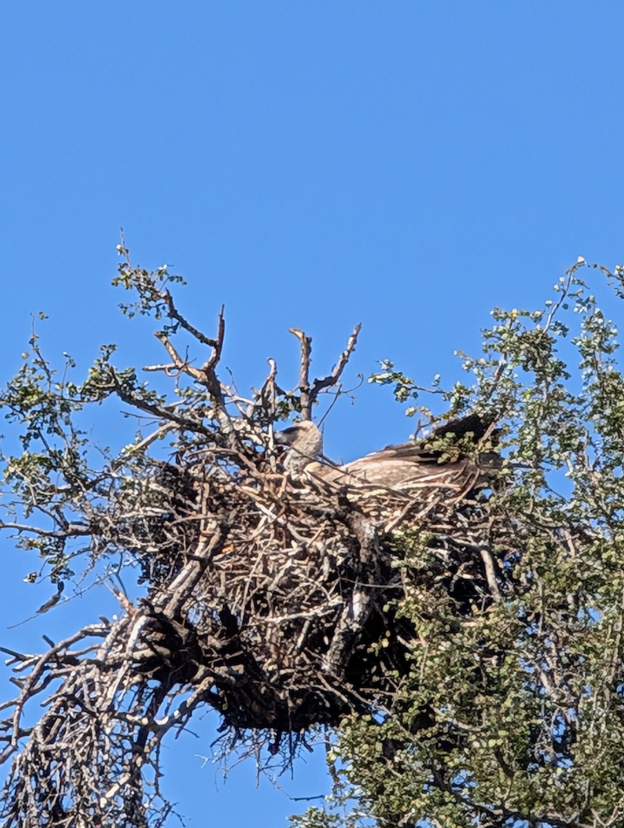 White-backed Vulture - ML639087733