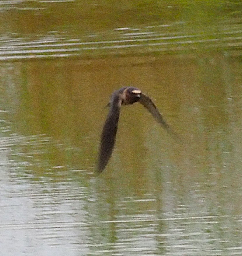 Cliff Swallow - ML639087893