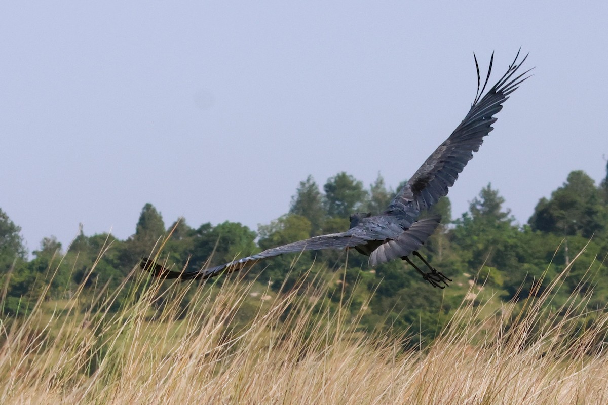 Shoebill - ML639087922