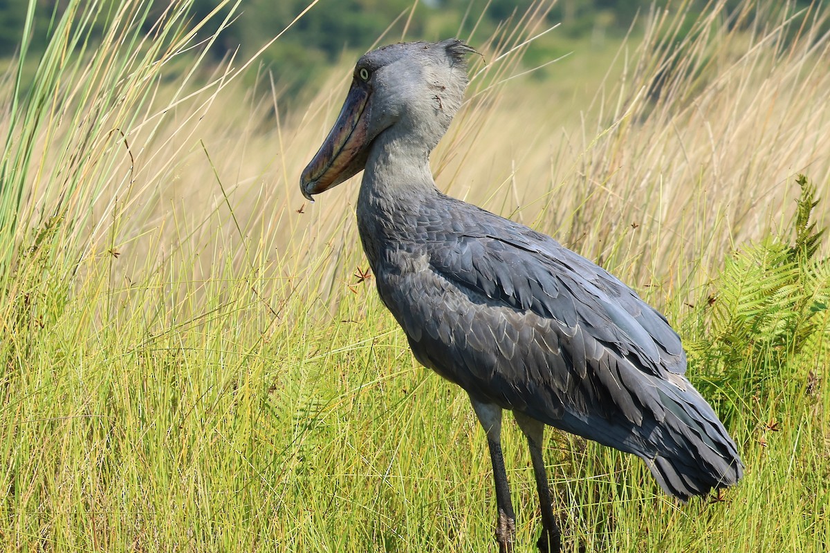 Shoebill - ML639087932