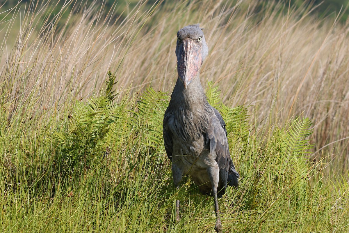 Shoebill - ML639087935