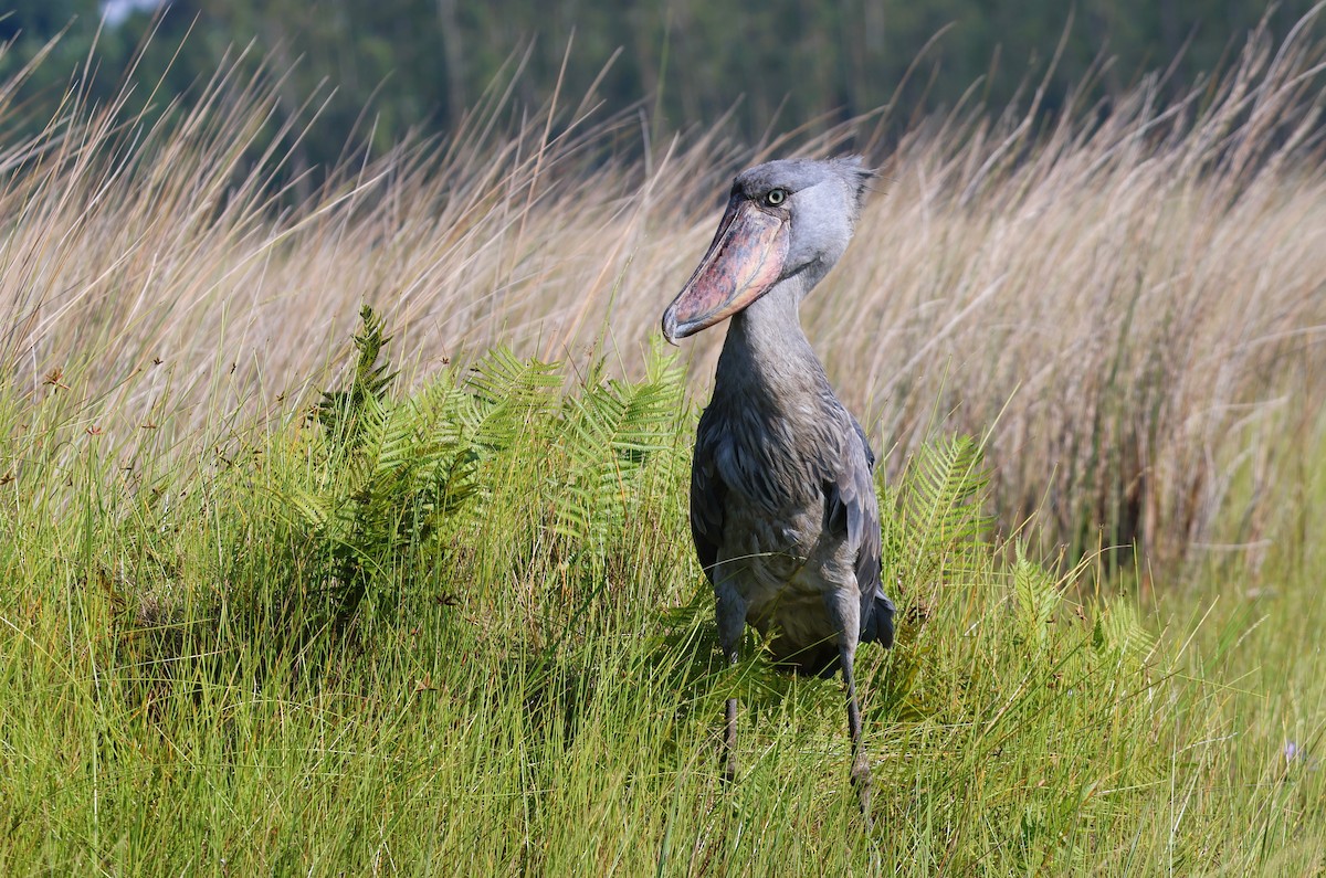 Shoebill - ML639087936