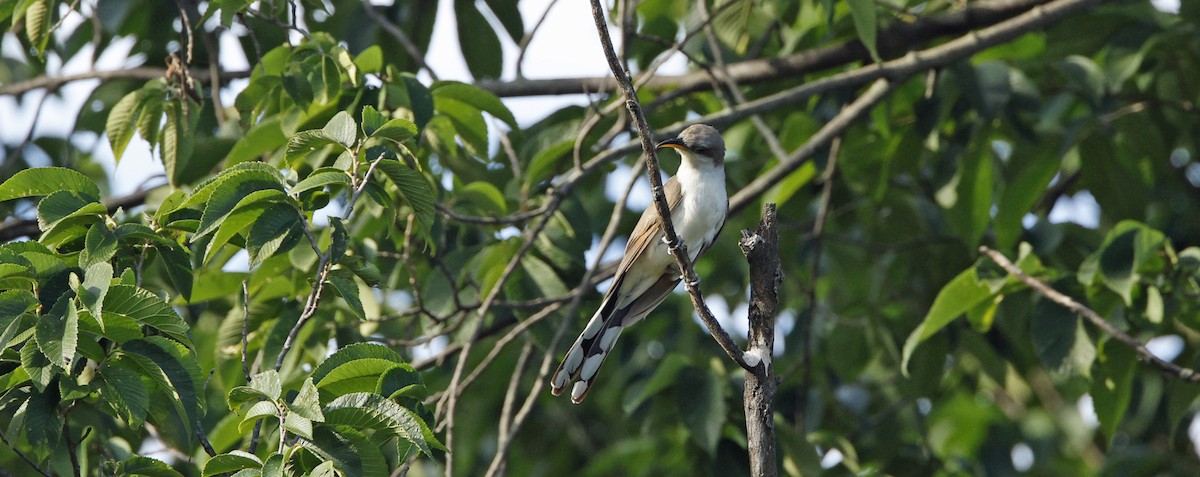 Yellow-billed Cuckoo - ML639088066