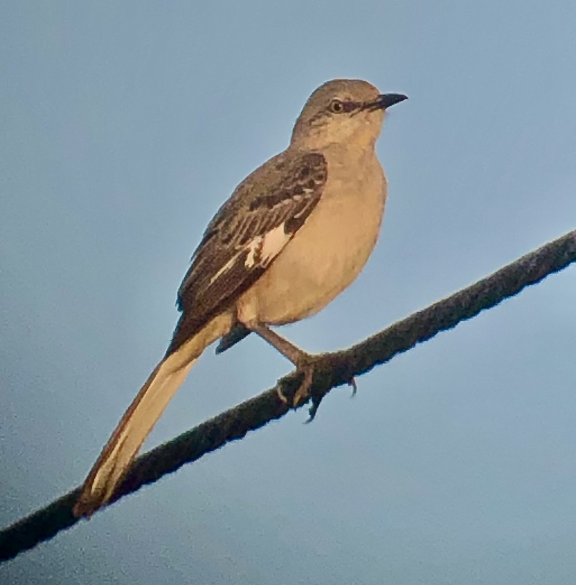 Northern Mockingbird - ML639088081