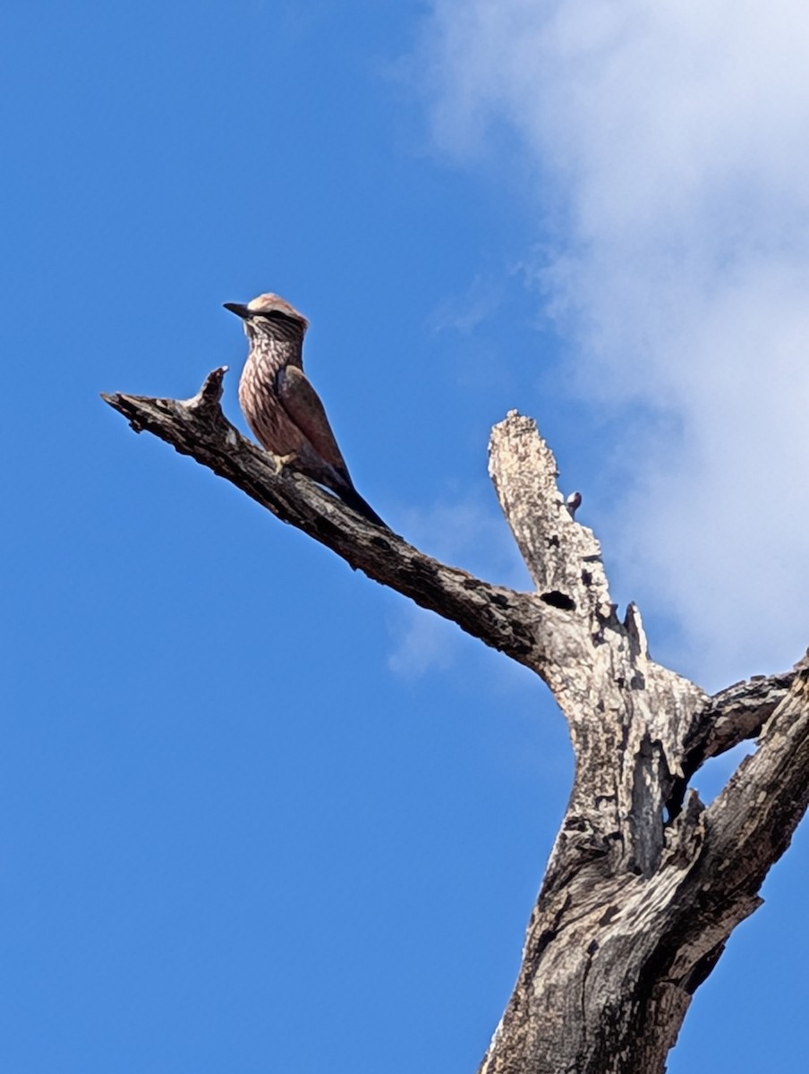 Purple Roller - ML639088096