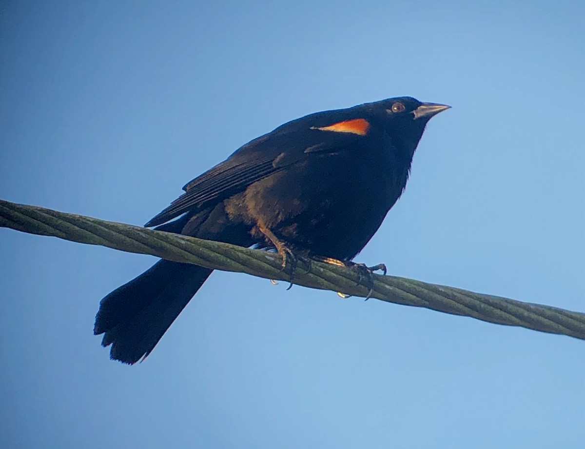 Tawny-shouldered Blackbird - ML639088097
