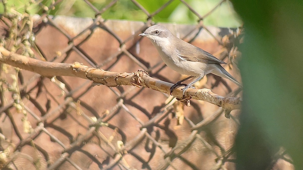Lesser Whitethroat - ML639088111