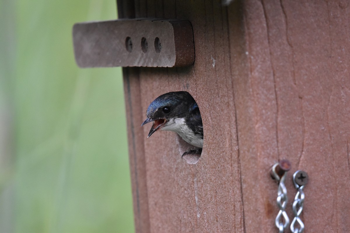 Tree Swallow - ML639088113