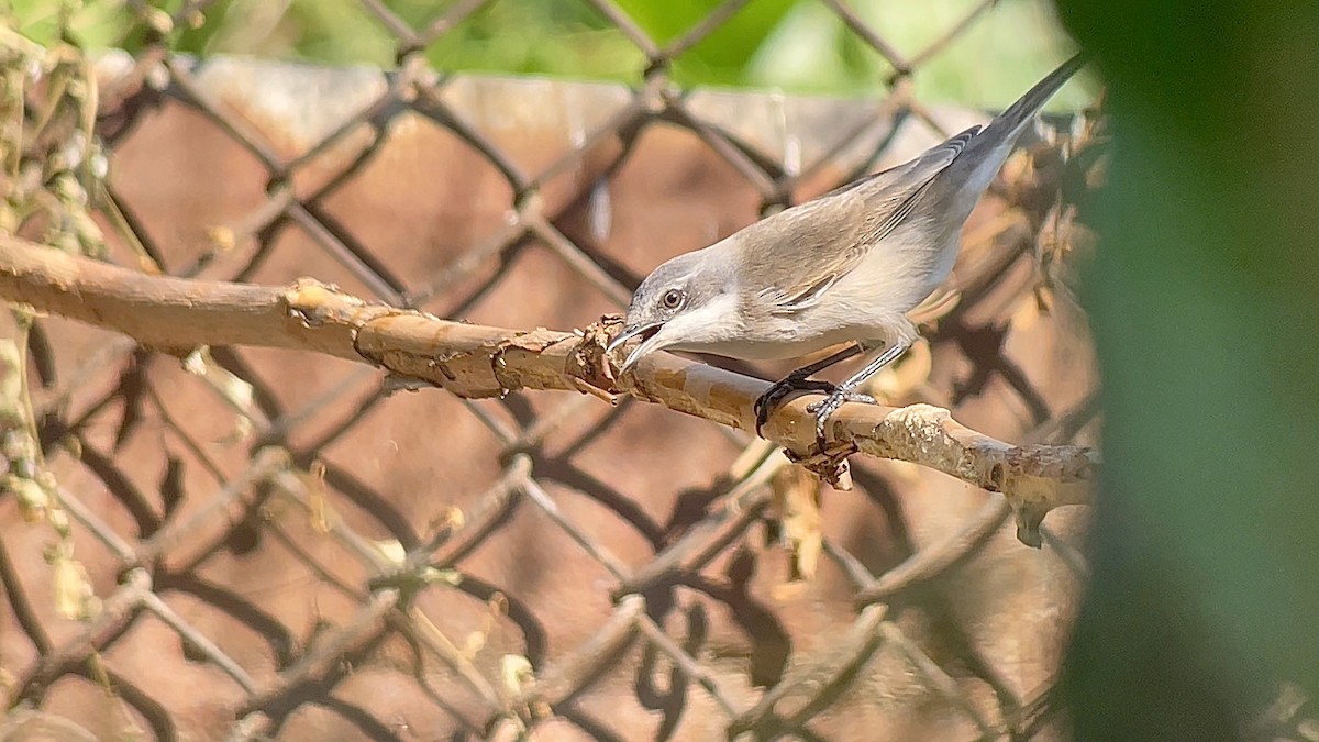 Lesser Whitethroat - ML639088118