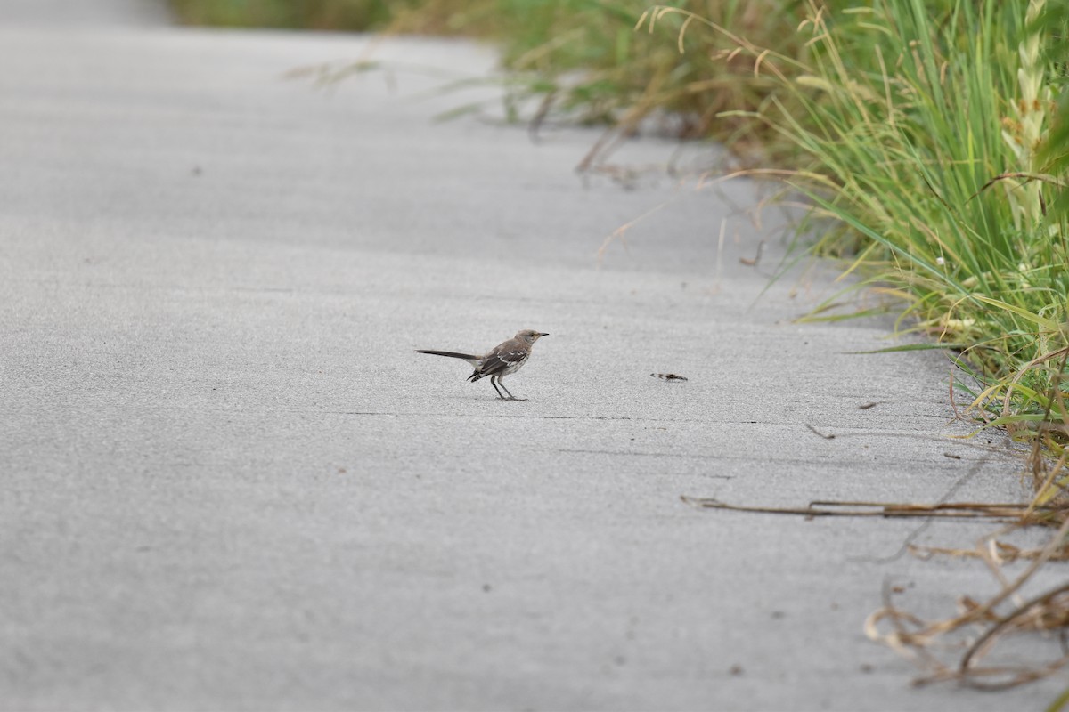 Northern Mockingbird - ML639088123