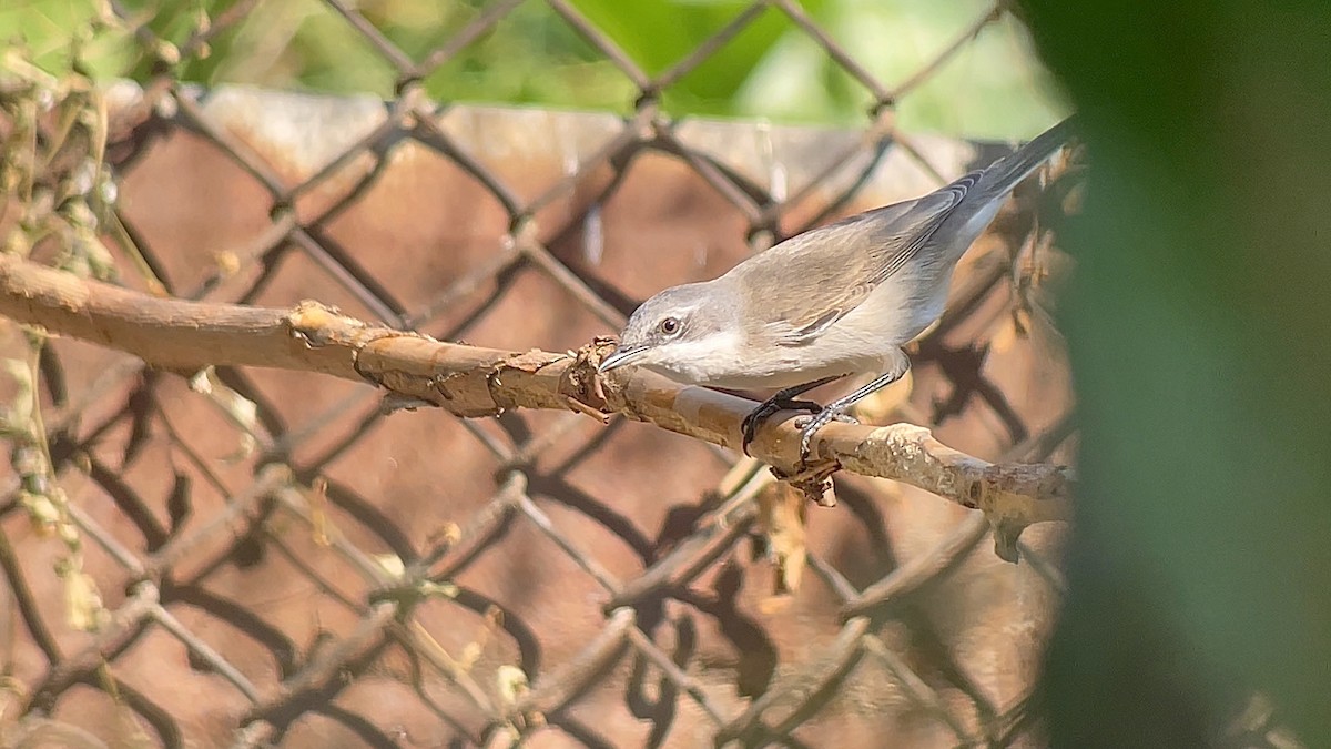 Lesser Whitethroat - ML639088125