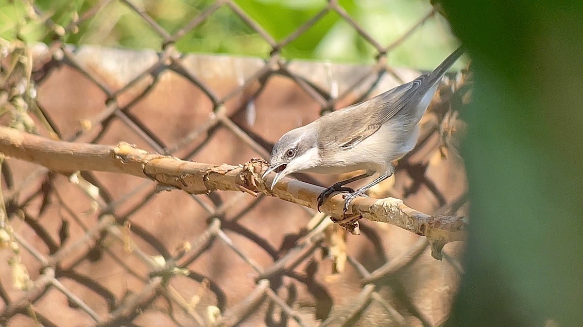 Lesser Whitethroat - ML639088128